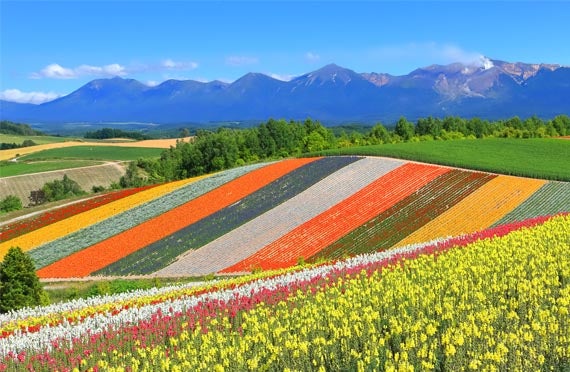 【札幌発/日帰りバスツアー】夏のベストシーズンに行く!中富良野・ファーム富田&美瑛・四季彩の丘でお花畑を楽しむ旅2